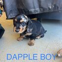 bruebred dachshund puppies-1