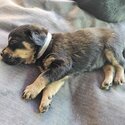 Rottweiler Puppies for Sale -4