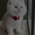 British shorthair kittens potty trained home raised with kids -1