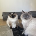 Rag doll cats -1