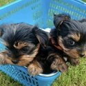 Yorkshire Terrier Puppies for sale-3