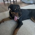 Fifi - 8 month Old Rottweiler Female-0