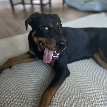 Fifi - 8 month Old Rottweiler Female