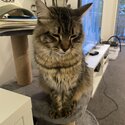 Very affectionate 1 year old tabby -5