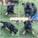 German Shepherd X SiberianHusky Pups-3