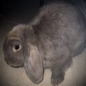 Baby Mini Lop Rabbit -1