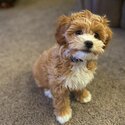 Cavoodle Puppy and Dogs  Free Adoption 24months  old -3