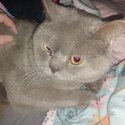 Lilac british shorthair for sale!-0