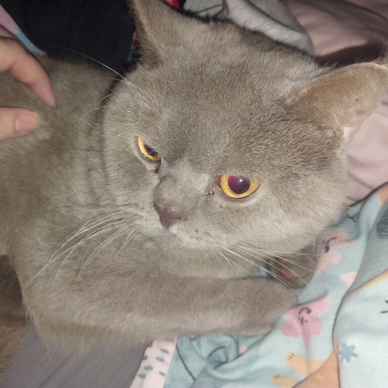 Lilac british shorthair for sale!