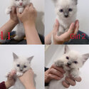 Ragdoll kitten-1