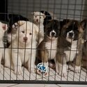 American Akita puppies READY FOR HOME-1