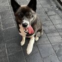 Pomsky 9 Months Old-3