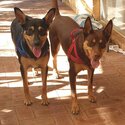 Blue Tan Male Kelpie-4