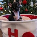 Purebred Chihuahua Puppies-5