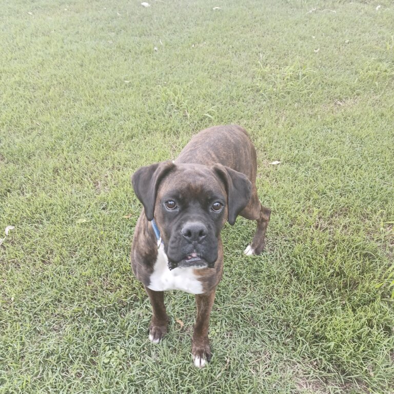 Boxer Female 