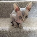 Elf Sphynx Kittens - Sold-3