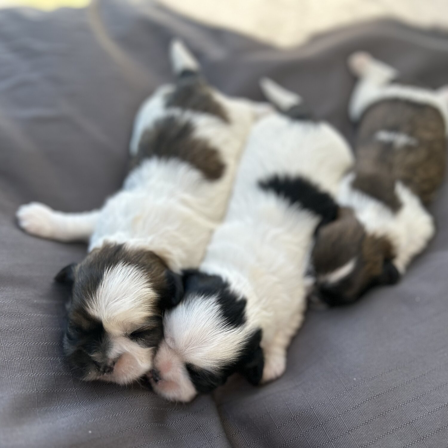 Maltese x shihtzu fluffy companions for sale