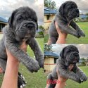 Bandog cane Corso -5