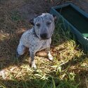 Young Energetic Stumpy Tailed Cattle Dog --1