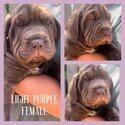 Neo mastiff x puppies- ready for forever homes -4