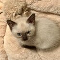 Burma-doll Kittens (Burmese x Ragdoll-1