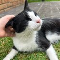 Domestic Shorthair Looking For A New Home!-1