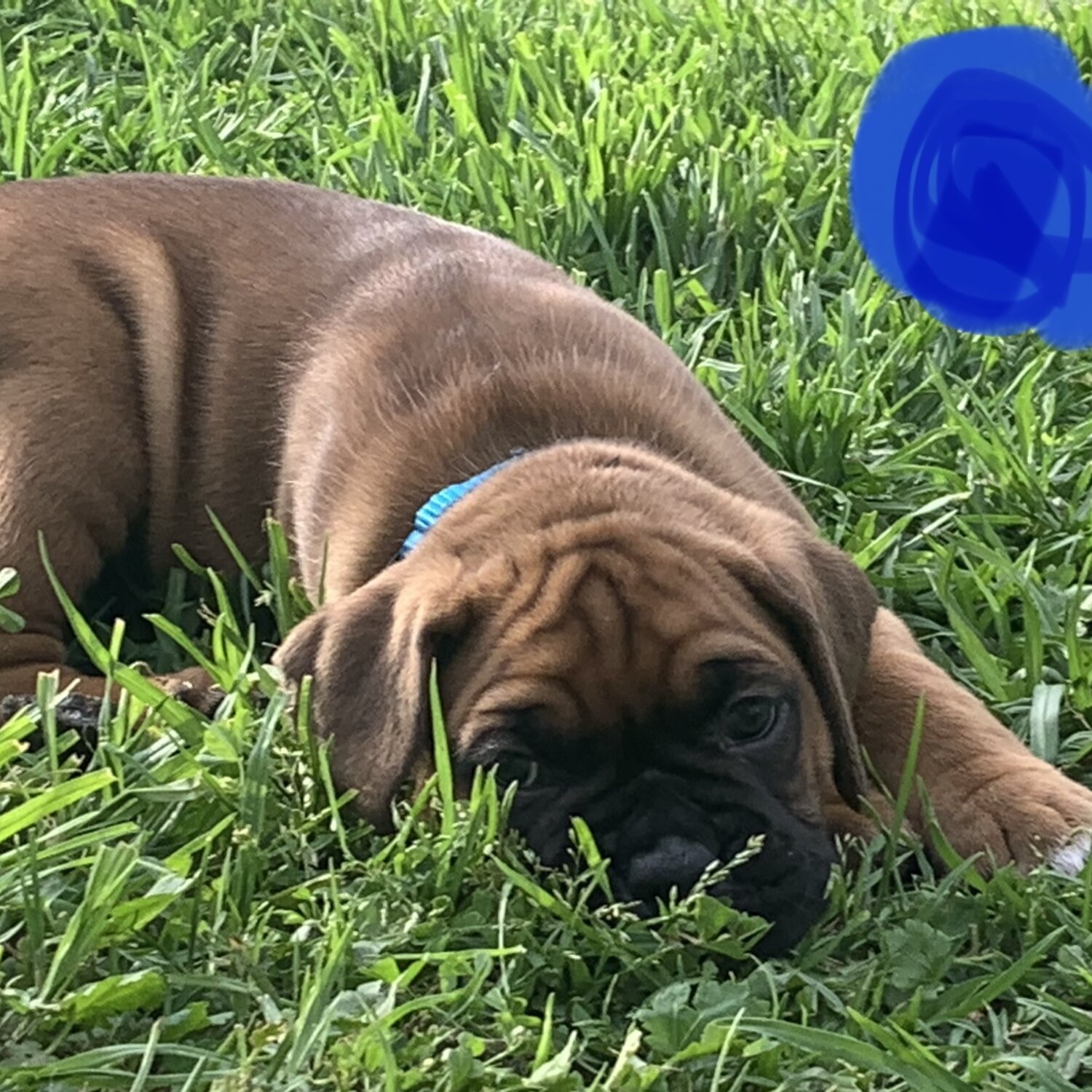 Boxer Purebred Puppies