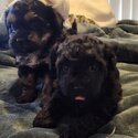 Gorgeous Shoodle Puppies -5