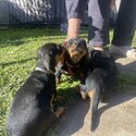 Black and tan puppies -3