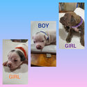 American Staffy Pups-2