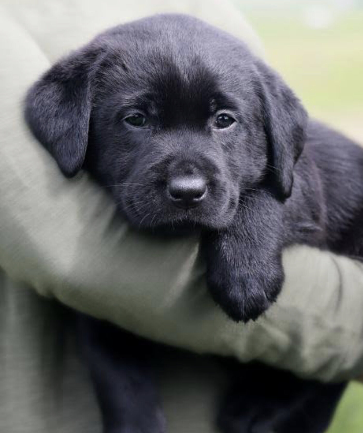 Labrador Puppy For Sale   7de6311b254c9225b9fd0cc98009d33f4453b115fc5d589c9f3418c13688101d  1500x 