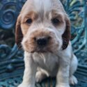 Cocker Spaniel Puppies-4