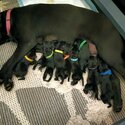 Purebred Labrador Pups - ALL SOLD-4