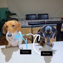 Female Dachshund pups with care packs included 