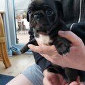 JuIy 2023 pugs puppies available -0