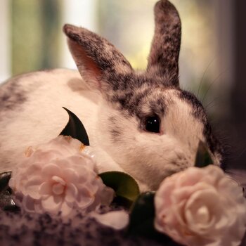 FREE lop-eared bunnies Milly & Angus - seeking loving home together!