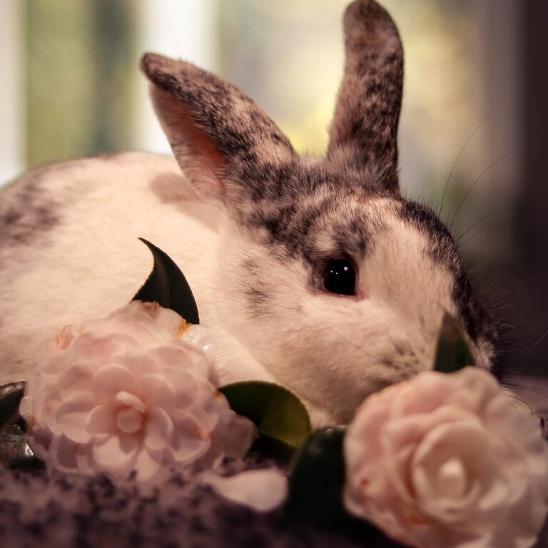 FREE lop-eared bunnies Milly &amp; Angus - seeking loving home together!