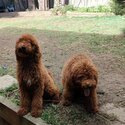 Poodle Standard looking for new home-3