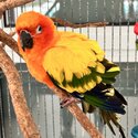 Hand raised sun conure parots -3