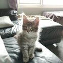  MAINE COON KITTENS AVAILABLE TO LEAVE NOW!!-2