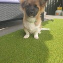 Puppy For Sale-2