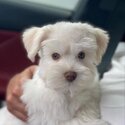 Schnauzer Playful Puppies and dogs for adoption-1