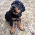 Purebred Rottweiler pups-3