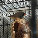 Female zebra finch-1