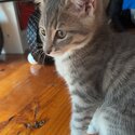 10 week old silver tabby-1