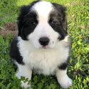 Pure bred border collie puppies-1