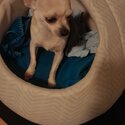 Female Chihuahua puppy available now!!-1