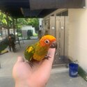 Green Cheek Cinnamon Conure + toys +  food-2