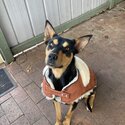 Cj 3 year old kelpie x German shepherd -3