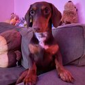 Short Haired Male Dachshund-1